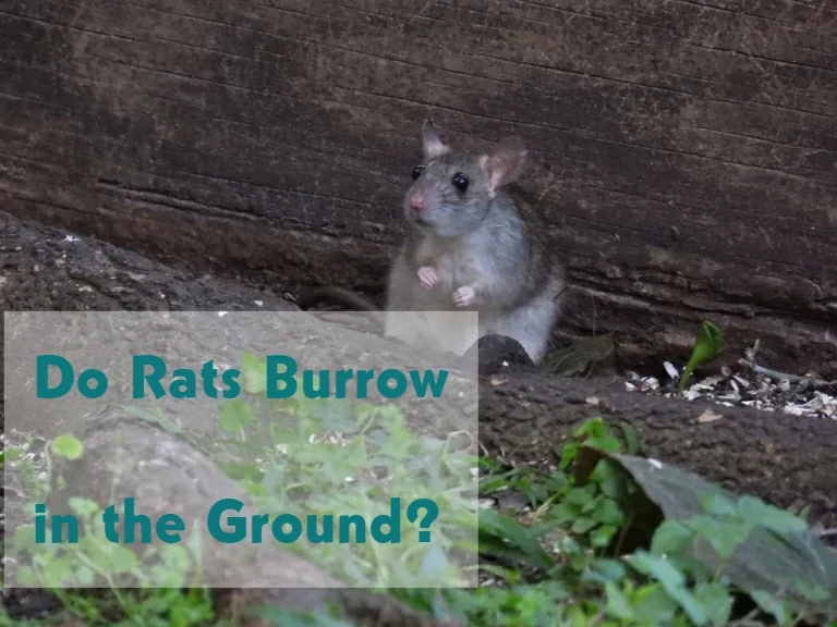Do Rats Burrow Underground?