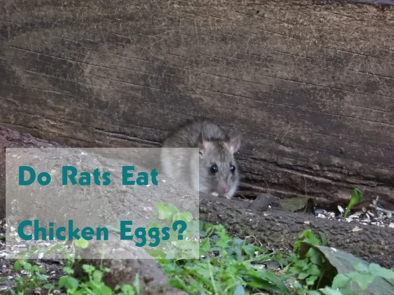 Do Rats Eat Chicken Eggs?