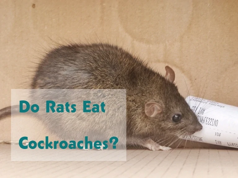Do Rats Eat Cockroaches?