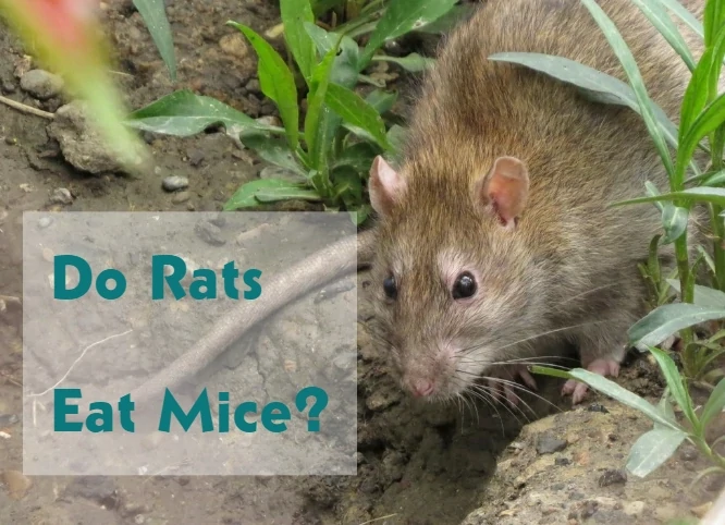 Do Rats Eat Mice?