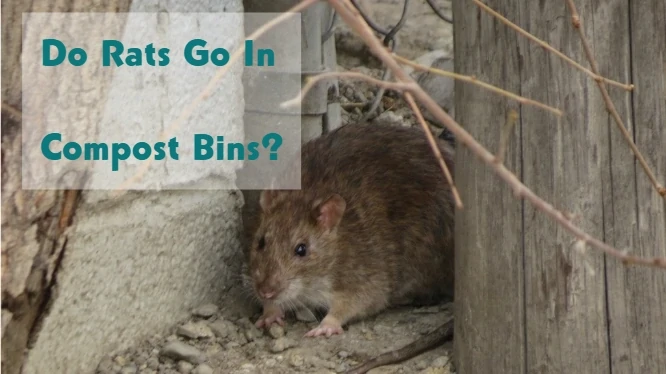 Do Rats Go In Compost Bins?