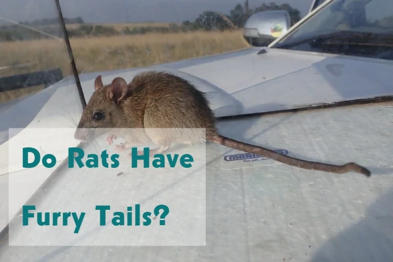Do Rats Have Furry Tails?