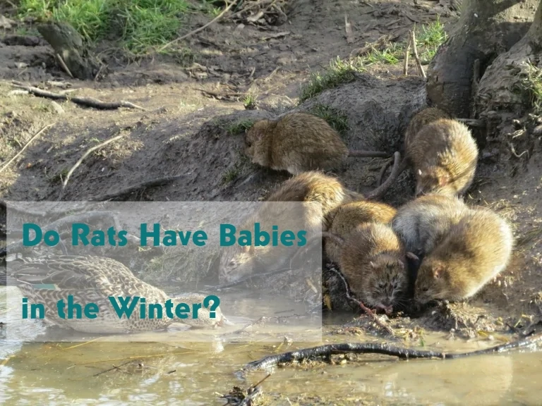 Do Rats breed in the Winter?