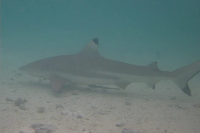 Do Sharks Have Scales?