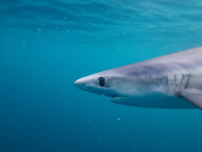 Do Sharks Sleep With Their Eyes Open?