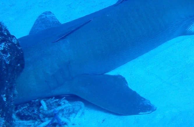 Do Sharks Sleep or rest on the Ocean Floor?