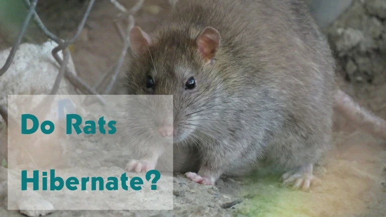 Do rats hibernate in winter?