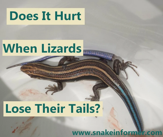 Does It Hurt When Lizards Lose their Tails