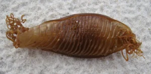 Draughtboard Shark egg pouch on the sand