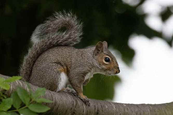 Eastern Gray Squirrel