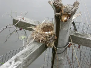 Eastern Kingbird nest