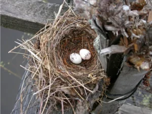 Eastern Kingbird nest with 2 eggs