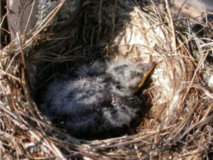 Eastern Kingbird with baby inside