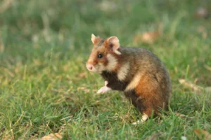 Eurasian Hamster