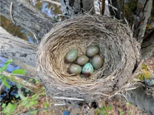 Fieldfare nest with eggs