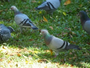 Flock of pigeons on green grass