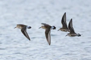 Four White-rumped Sandpipers in flight
