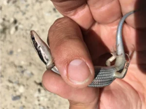 Gray Western Skink