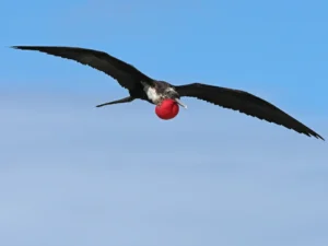 Great Frigatebird in flight