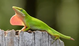 Green anole with a regrowing tail