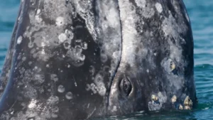 Grey Whale head with Barnacles