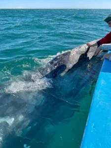 Grey Whale interacting with a human on a boat