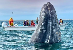 Grey Whale next to a boat with people