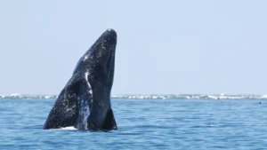 Grey whale jumping out of the water 0