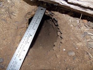 Groundhog Burrow Hole