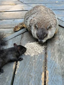 Groundhog and squirrel eating nuts