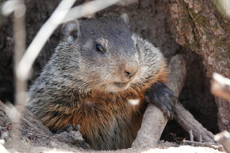 Groundhog at its burrow opening