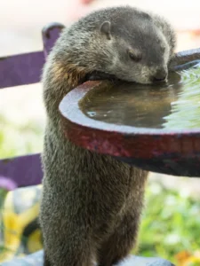 Groundhog drinking water from a fountain