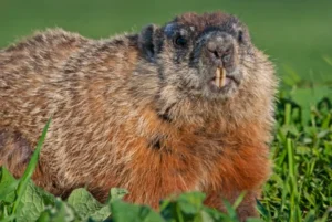 Groundhog in the early morning sun 0