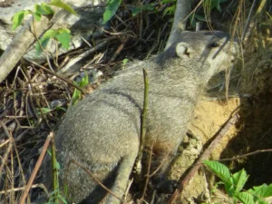 Groundhog in the sun
