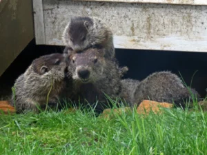 Groundhog next to its den with its babies 0