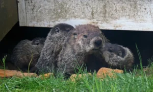 Groundhog next to its den with its babies 4