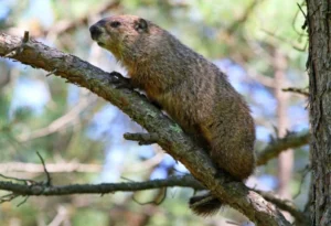 Groundhog sitting on a tree branch 3