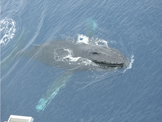 Has a Whale Ever Killed a Human?