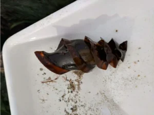 Horn Shark egg pouch 0