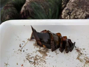 Horn Shark egg pouch