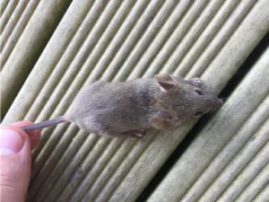 House Mouse being held by the tail