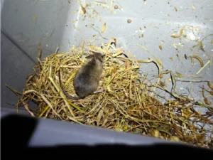 House Mouse in a container with grass