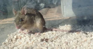House Mouse in a glass box