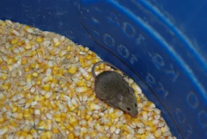 House Mouse in drum full of corn0