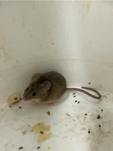 House Mouse in plastic bucket 0
