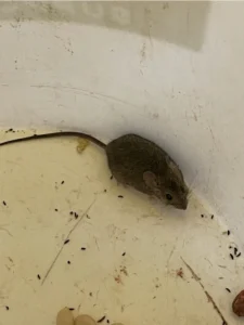 House Mouse in plastic bucket
