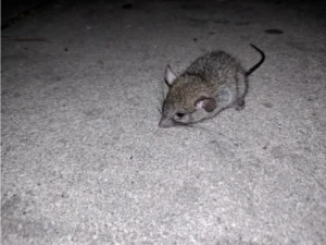 House Mouse on a concrete floor