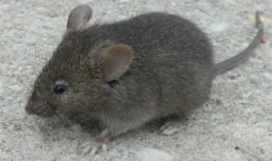 House Mouse on a concrete pavement