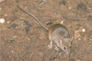 House Mouse on the ground