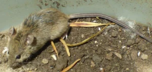 House Mouse on wet soil 0